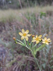 Sisyrinchium palmifolium