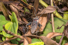 Piezogaster rubropictus