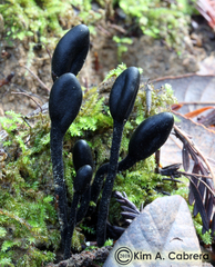 Geoglossum nigritum