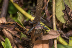 Piezogaster rubropictus