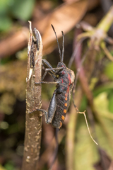 Piezogaster rubropictus