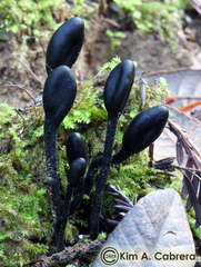 Geoglossum nigritum