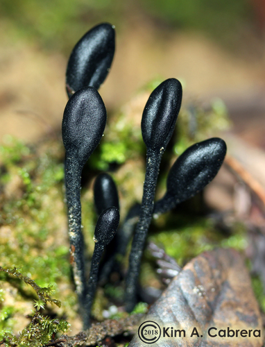 Earth Tongues