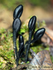 Geoglossum nigritum