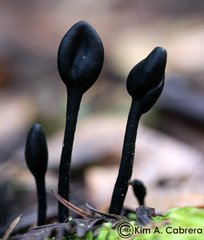 Geoglossum nigritum