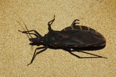 Triatoma gerstaeckeri