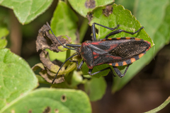Piezogaster rubropictus
