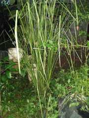 Cymbopogon citratus image