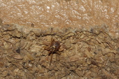 Amblyomma cajennense
