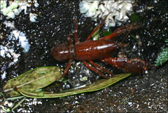 Engaeus phyllocercus