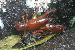 Engaeus phyllocercus