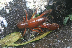 Engaeus phyllocercus