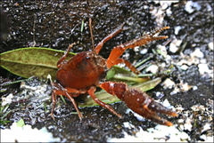 Engaeus phyllocercus