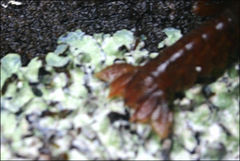 Engaeus phyllocercus