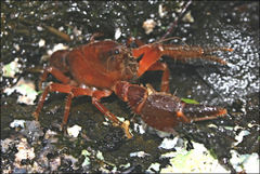 Engaeus phyllocercus