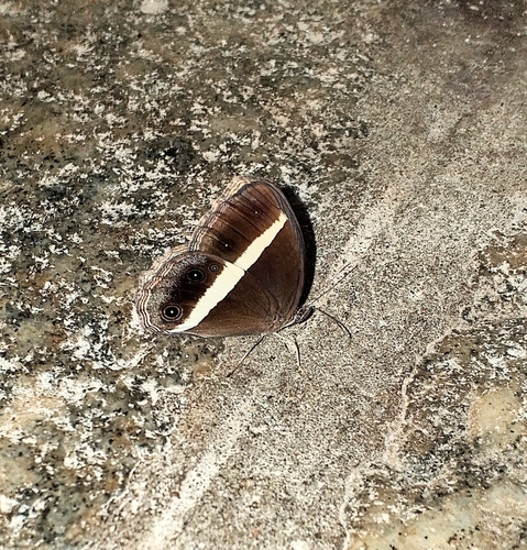 Smooth-eyed Bushbrown photo 4