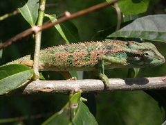 Trioceros ellioti