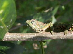 Trioceros ellioti