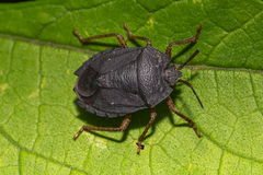 Macropygium
