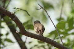 Haemorhous mexicanus