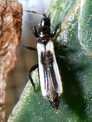 Aeolothrips kuwanaii
