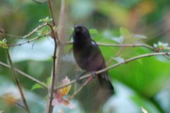 Diglossa lafresnayii