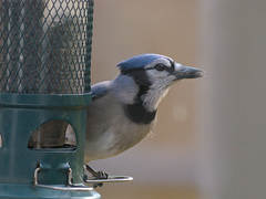 Cyanocitta cristata image