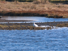 Larus argentatus image