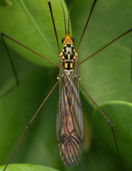 Nephrotoma flavipalpis