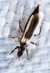 Aeolothrips kuwanaii