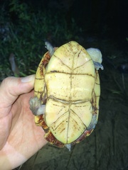 White-Lipped Mud Turtle photo 4