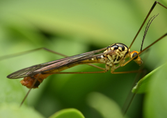 Nephrotoma flavipalpis