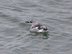 Cepphus grylle image