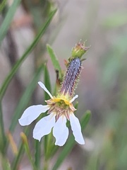 Cuphea cunninghamiifolia