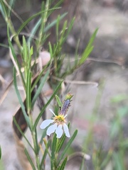 Cuphea cunninghamiifolia