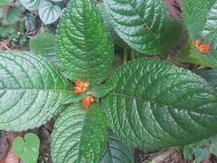 Chrysothemis