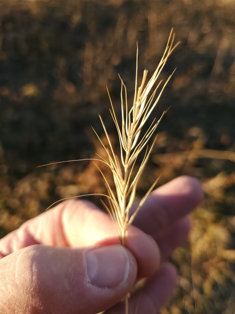 Canada wild rye from Richland County, MT, USA on November 20, 2021 at ...