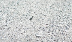 Calcarius ornatus