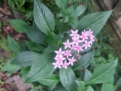 Pentas