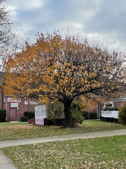 Magnoliopsida
