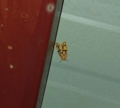 Miltochrista terminospota