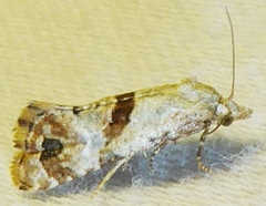 Platphalonidia felix