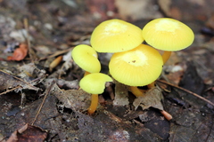 Hygrocybe parvula
