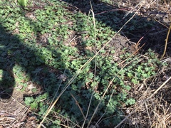 Hydrophyllum canadense