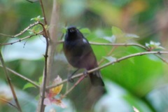 Diglossa lafresnayii