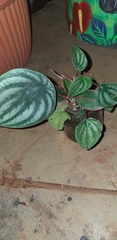 Peperomia argyreia