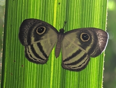 Leucochimona hyphea