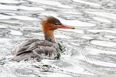Red-Breasted Merganser photo 3