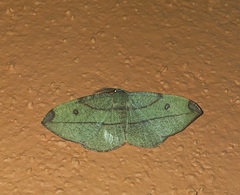 Hypochrosis hyadaria