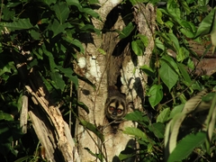 Aotus brumbacki